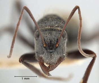 Media type: image;   Entomology 21506 Aspect: head frontal view